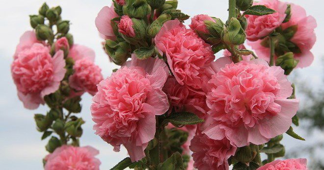 Мальва махровая многолетняя Мальва махровая многолетняя