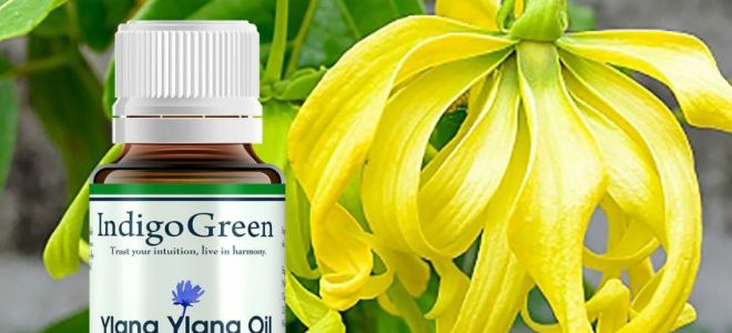 масло иланг-иланг при простуде масло иланг-иланг при простуде