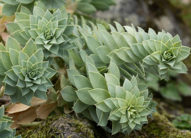 молочай миртолистный молочай миртолистный