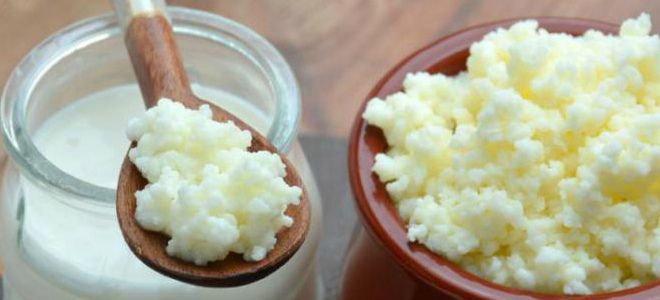 молочный гриб от аллергии молочный гриб от аллергии