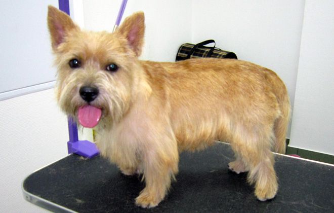 норвич терьер уход за шерстью норвич терьер уход за шерстью