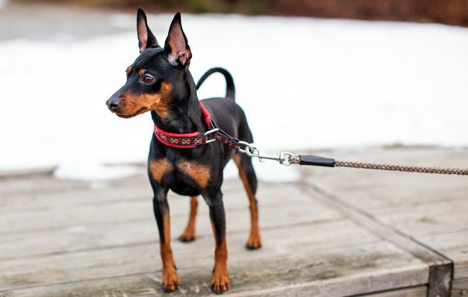 описание породы мини доберман описание породы мини доберман