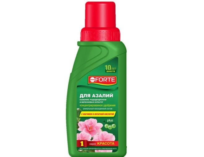 подкормка камелии подкормка камелии