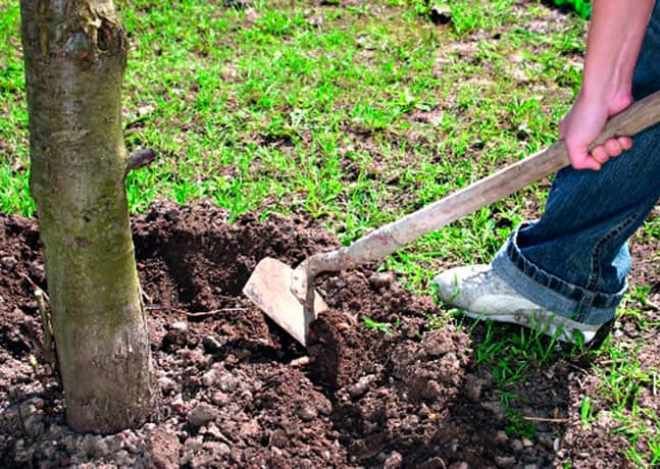 подкормка вишни Молодежной подкормка вишни Молодежной