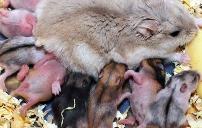 размножение джунгарских хомяков в домашних условиях размножение джунгарских хомяков в домашних условиях