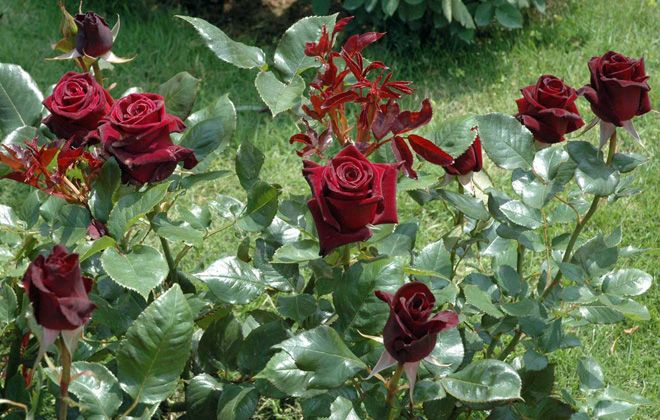 роза черная магия уход роза черная магия уход