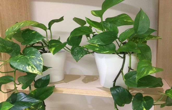 сциндапсус какой нужен горшок сциндапсус какой нужен горшок