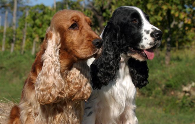 собака английский спаниель собака английский спаниель