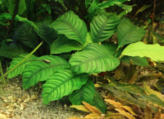 анубиас кофефолия анубиас кофефолия