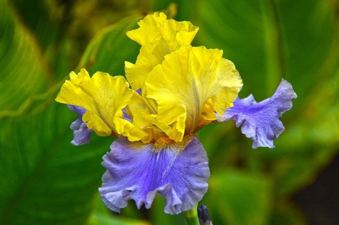 Бородатый ирис Эдит Волфорд Бородатый ирис Эдит Волфорд