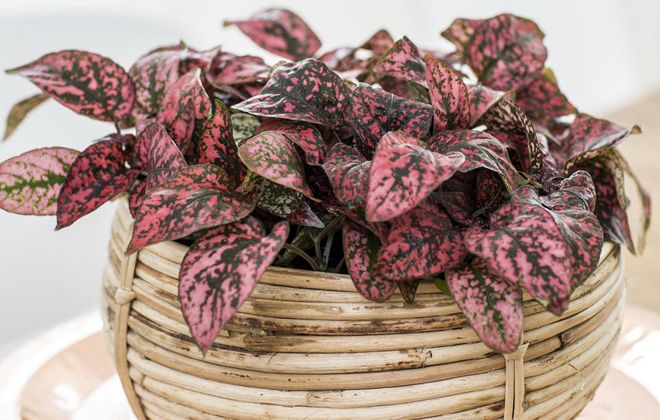 гипоэстес обрезка гипоэстес обрезка