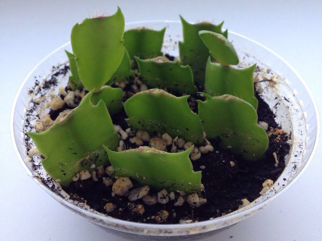 Как размножить цветок декабрист Как размножить цветок декабрист