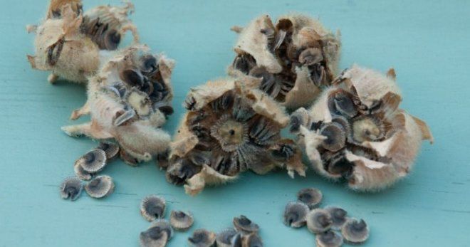 Как собрать семена мальвы Как собрать семена мальвы