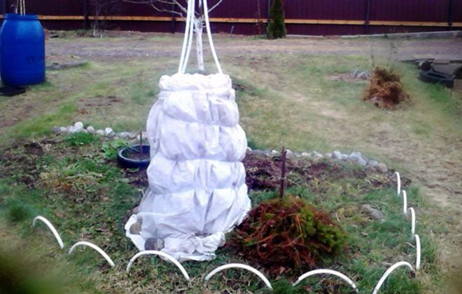 как зимует роза черная магия как зимует роза черная магия