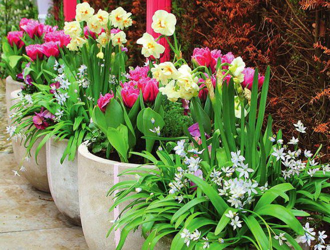 кашпо для цветов луковичные кашпо для цветов луковичные