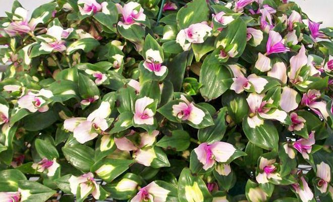 Maidens Blush Maidens Blush