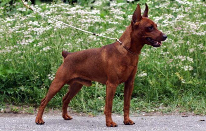 мини доберман палено рыжий мини доберман палено рыжий