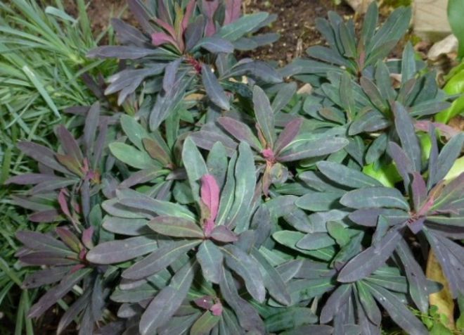 молочай миндалевидный молочай миндалевидный