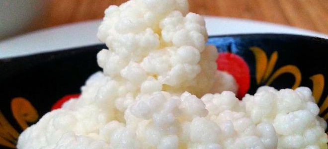 молочный гриб от запора молочный гриб от запора