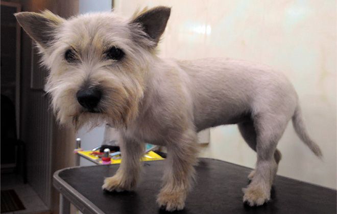 норвич терьер стрижка норвич терьер стрижка