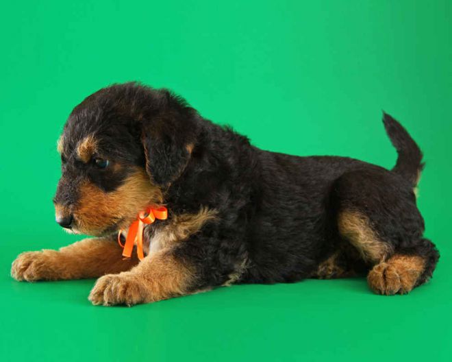 окрас эрдельтерьера окрас эрдельтерьера