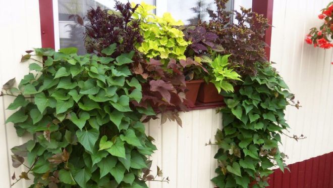 подкормка ипомеи батат подкормка ипомеи батат