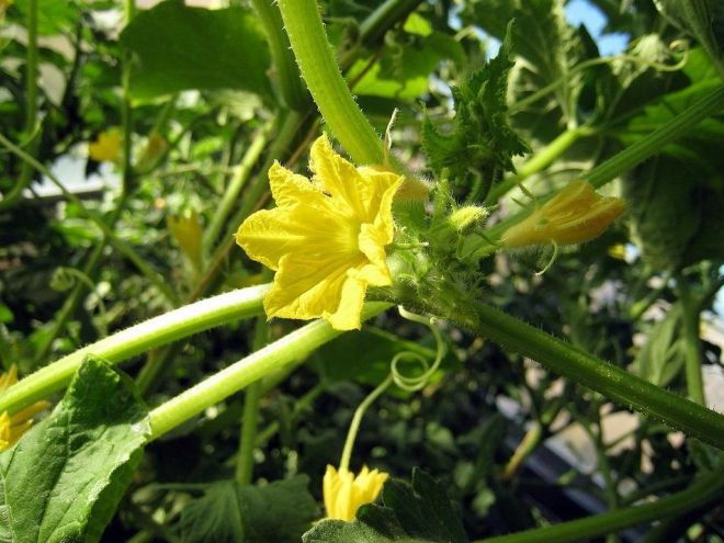 Пустоцвет огурцов в открытом грунте Пустоцвет огурцов в открытом грунте