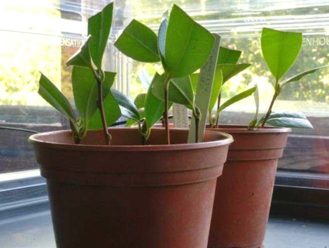 размножение камелии черенками размножение камелии черенками