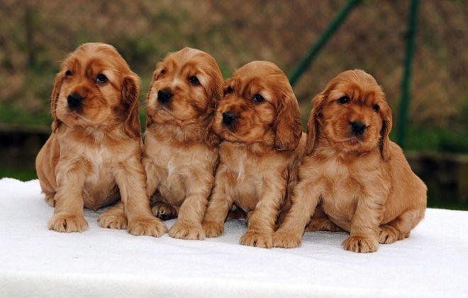 содержание английского кокера спаниеля содержание английского кокера спаниеля