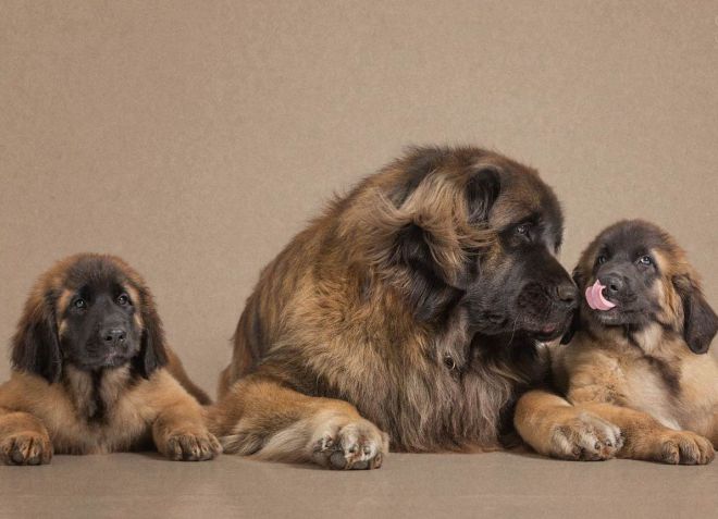 Вязка леонбергеров Вязка леонбергеров