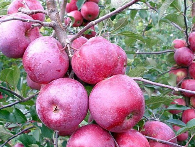 зимний сорт яблок флорина зимний сорт яблок флорина