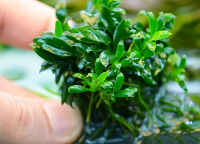 анубиас панголин анубиас панголин