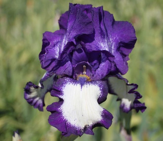 Бородатый ирис Степпинг Аут Бородатый ирис Степпинг Аут