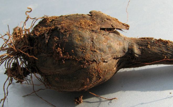 ипомея батат болезни и вредители гниль ипомея батат болезни и вредители гниль