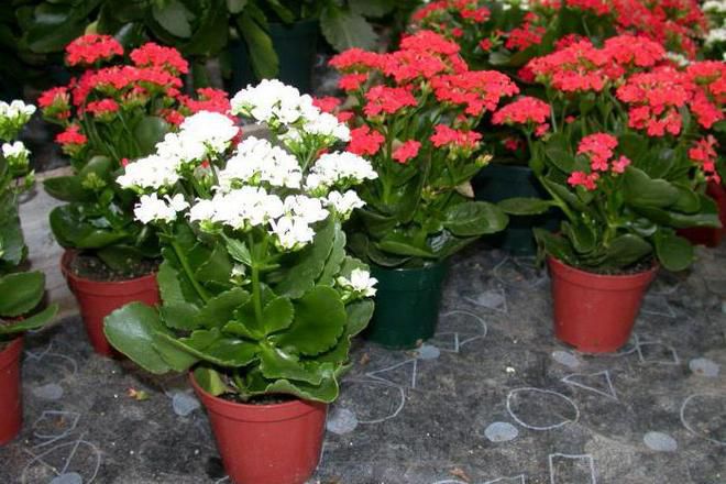 каланхоэ каландива уход после покупки каланхоэ каландива уход после покупки