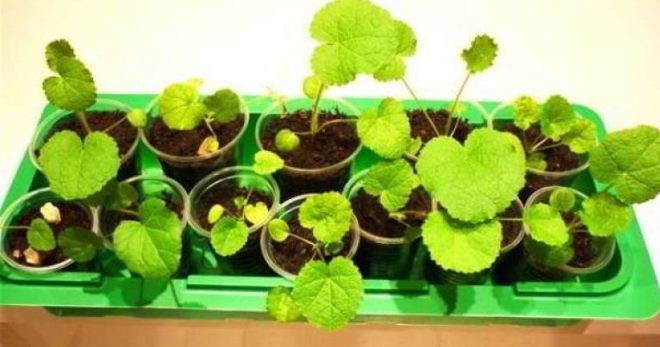 Когда сажать мальву Когда сажать мальву