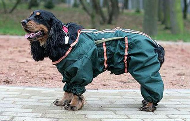 комбинезон для английского кокер спаниеля комбинезон для английского кокер спаниеля
