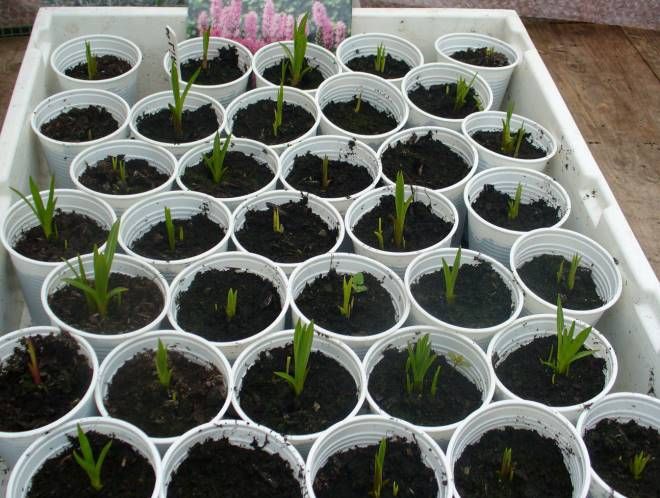 лиатрис размножение семенами лиатрис размножение семенами