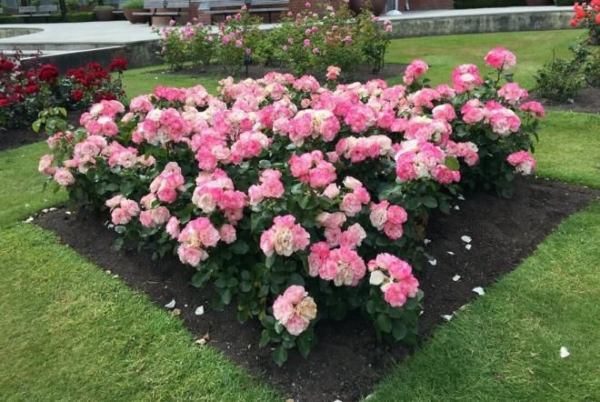 Моноклумбы Моноклумбы