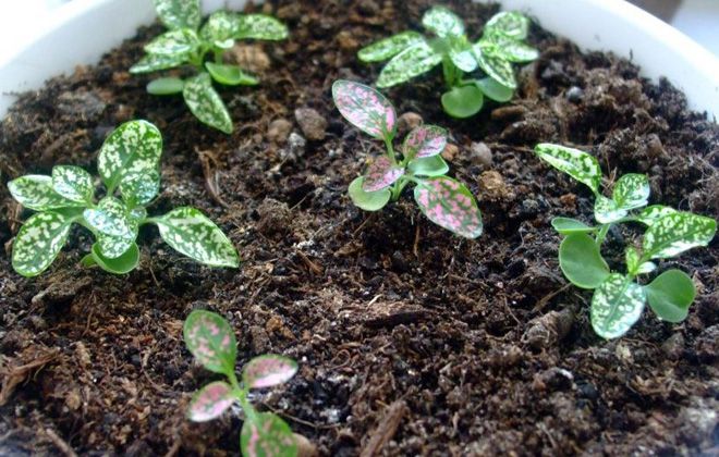 размножение гипоэстеса размножение гипоэстеса