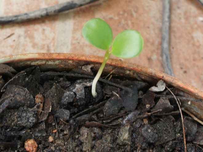 размножение камелии семенами размножение камелии семенами