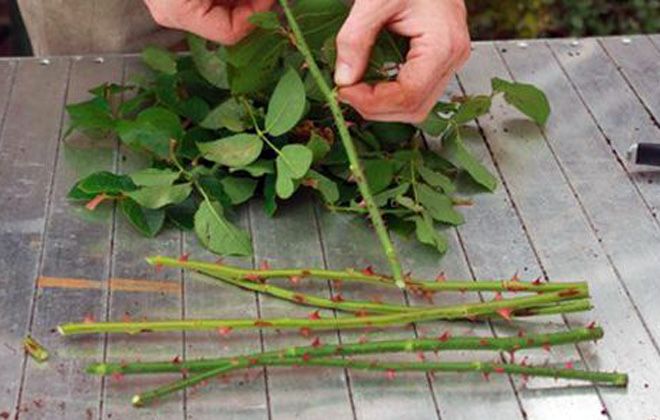 размножение розы черная магия размножение розы черная магия