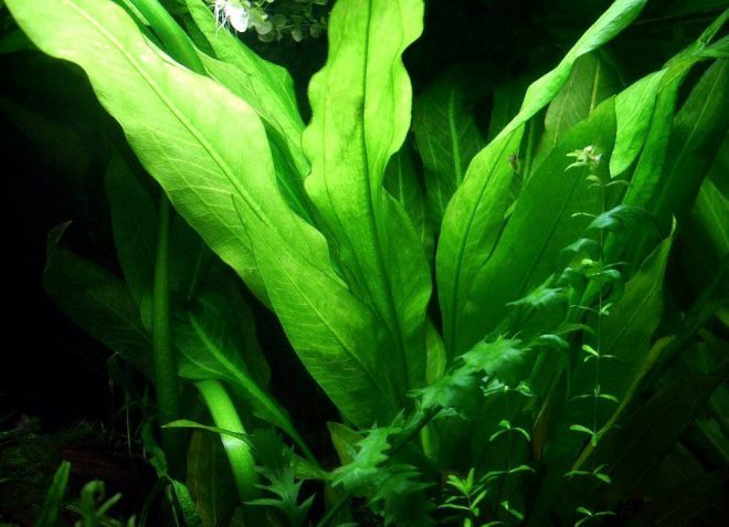 анубиас хастифолия анубиас хастифолия