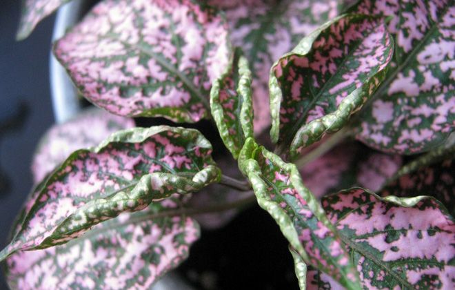 болезни гипоэстеса болезни гипоэстеса