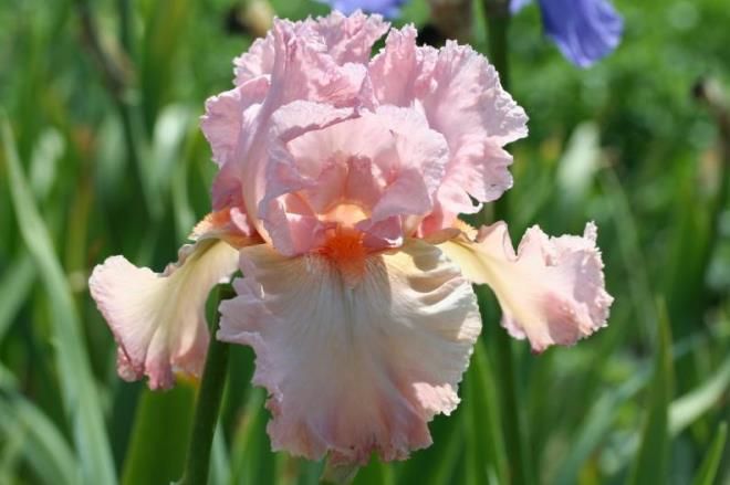 Бородатый ирис Май Валентайн Бородатый ирис Май Валентайн