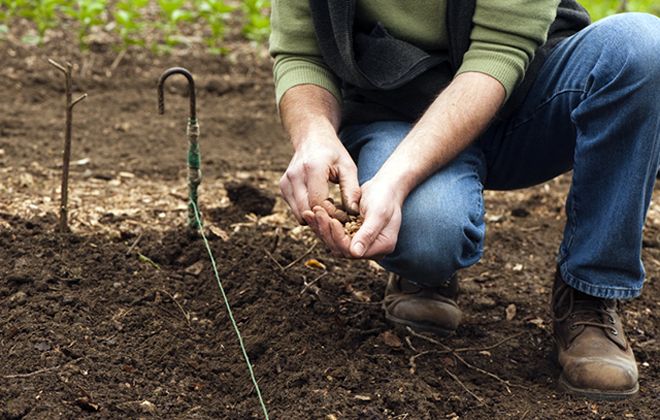 как посадить турнепс как посадить турнепс