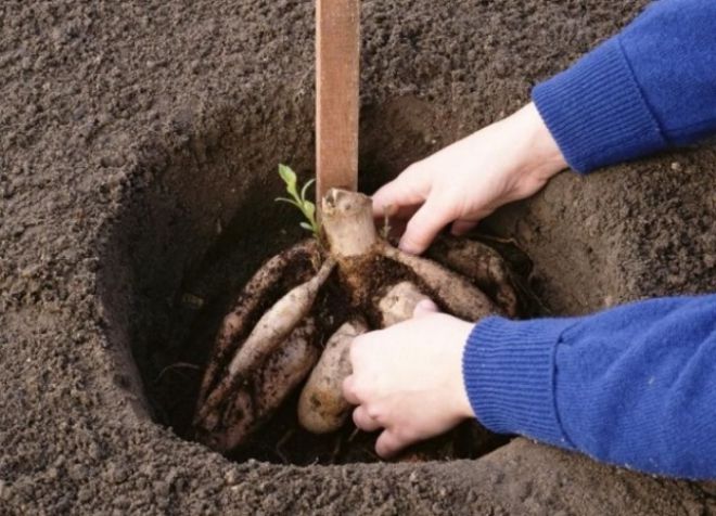 как садить георгины клубнями как садить георгины клубнями