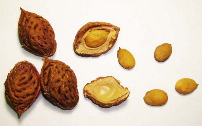 как вырастить инжирный персик из косточки как вырастить инжирный персик из косточки