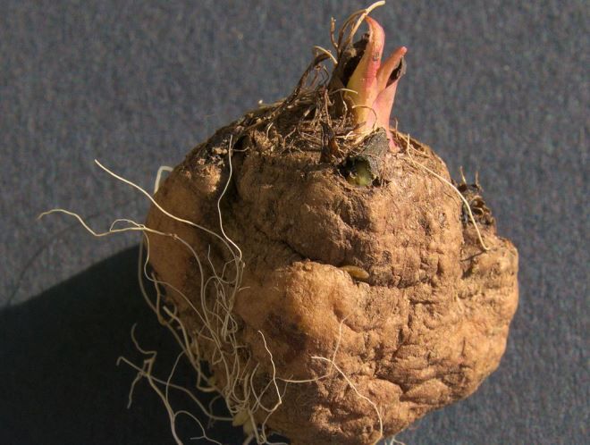 лиатрис колосковый размножение клубнями лиатрис колосковый размножение клубнями