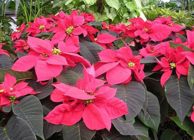 молочай разнолистный молочай разнолистный